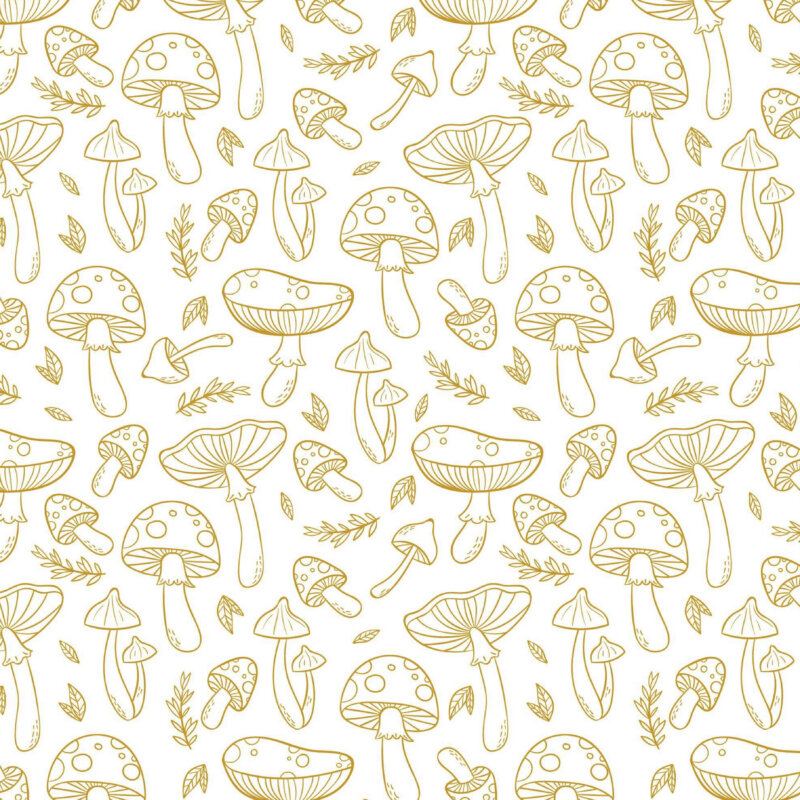 Packaging pour champignon